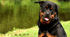 Rottweiler Temperament: Know This Before You Adopt