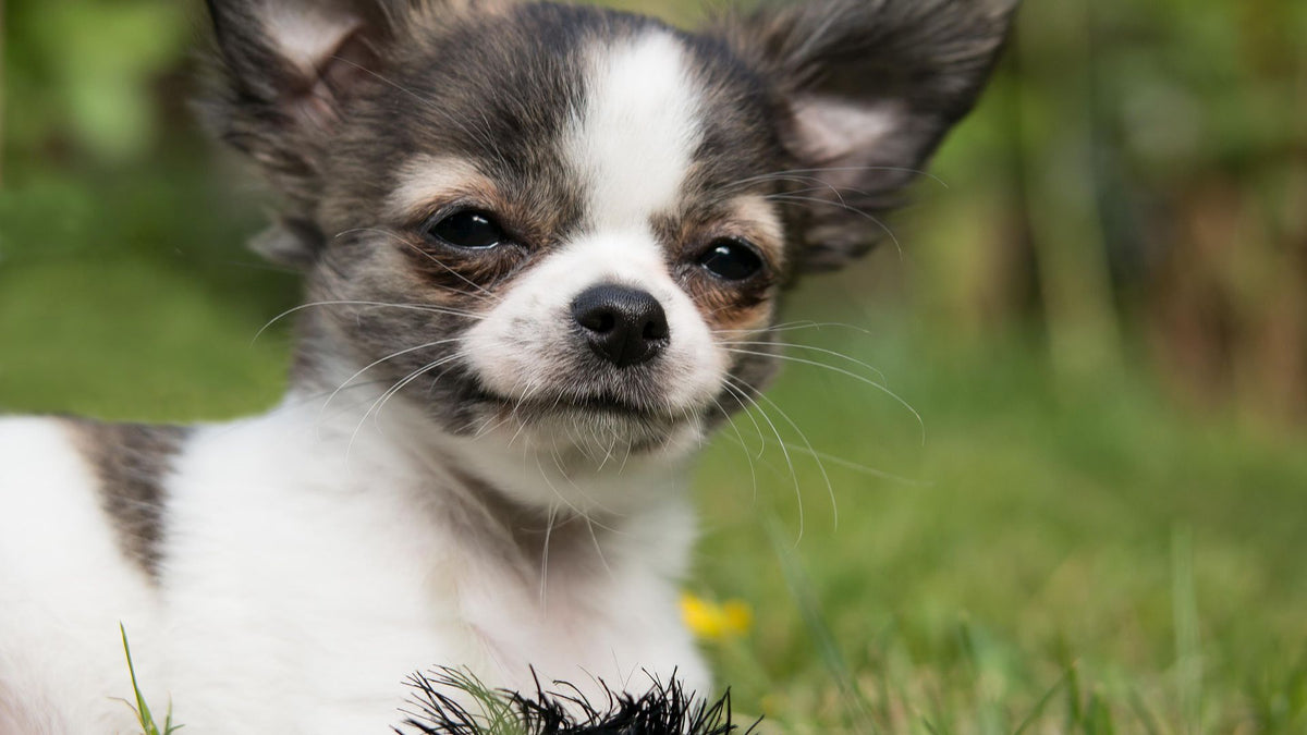 Things You May Want to Know About the Applehead Teacup Chihuahua – Petsmont