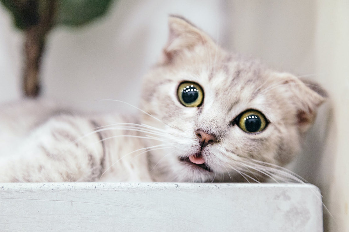 gray munchkin kitten