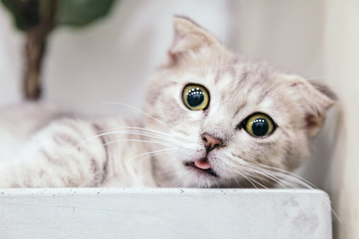 Meet The Breeds Siberian Cat Perromart Sg