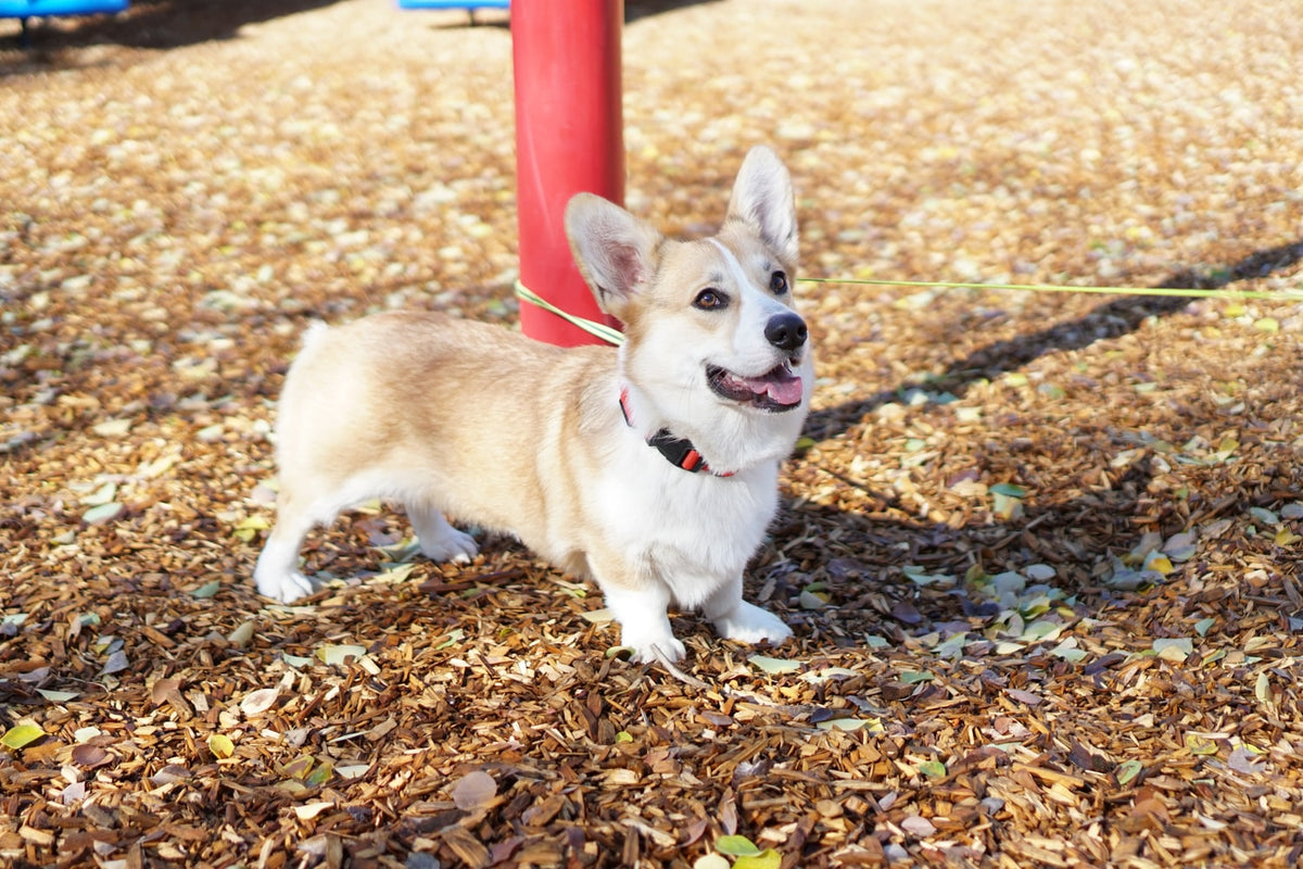 why does my corgi growl at me