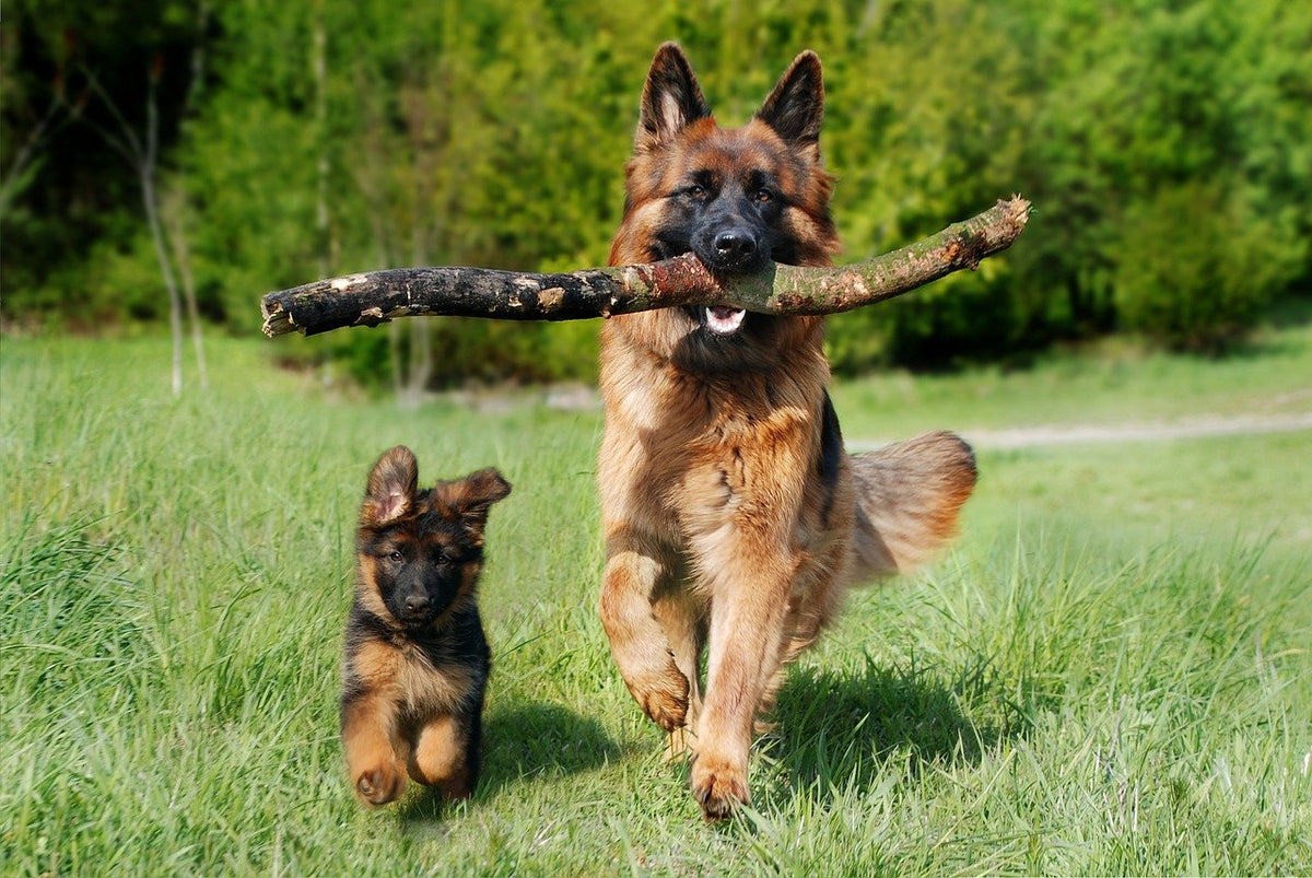 is german shepherds a good family dog