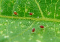 Red Mites