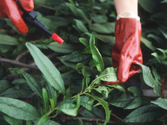 cutting plants