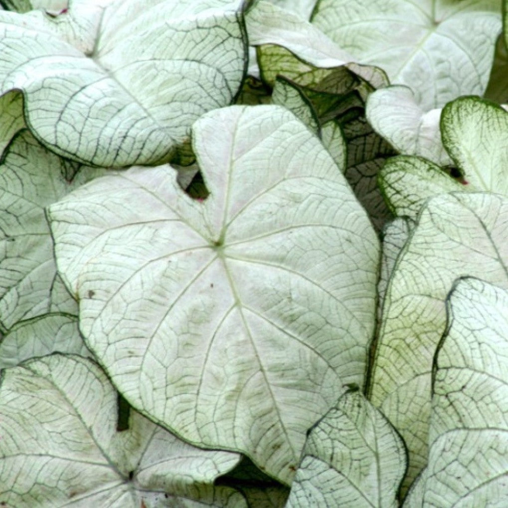 Caladium June Bride Mybageecha