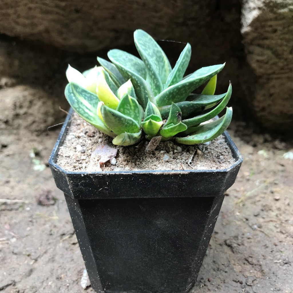 Gasteria gracilis variegata Succulent Home Bonsai Decor plants Potted plant 2cm 