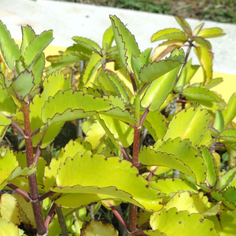 kalanchoe pinnata medicinal uses