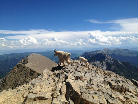 Mountain goat on top of Sacagawea Peak, Bozeman Montana