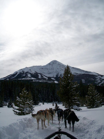 Dogsledding Picture