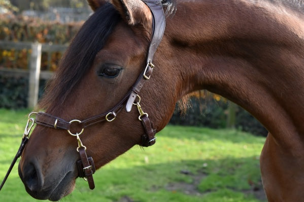 buste Belonend federatie Human & Horse Heart Hoofdstel – Human & Horse Academy
