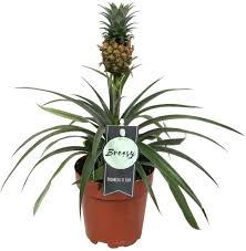 afbetalen Natura Nutteloos Breasy Bromelia Pineapple (Ananasplant) – De Stek