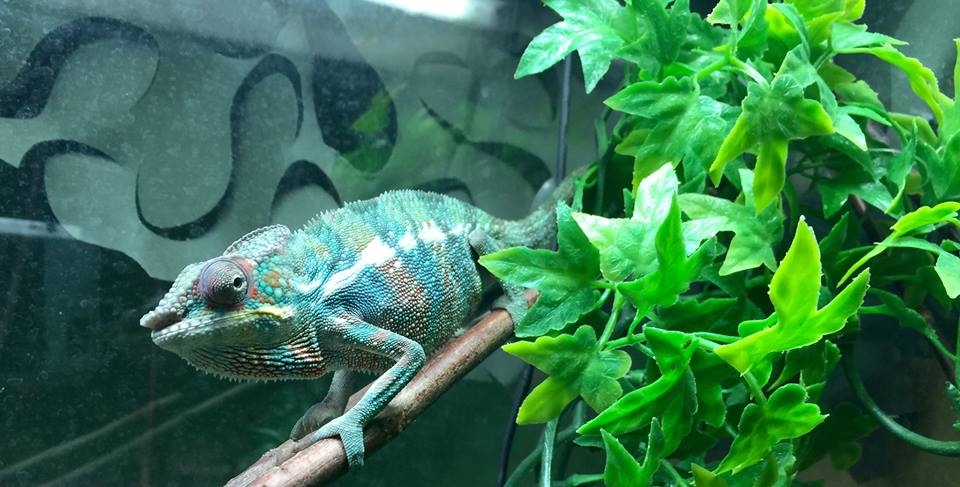 sambava panther chameleon