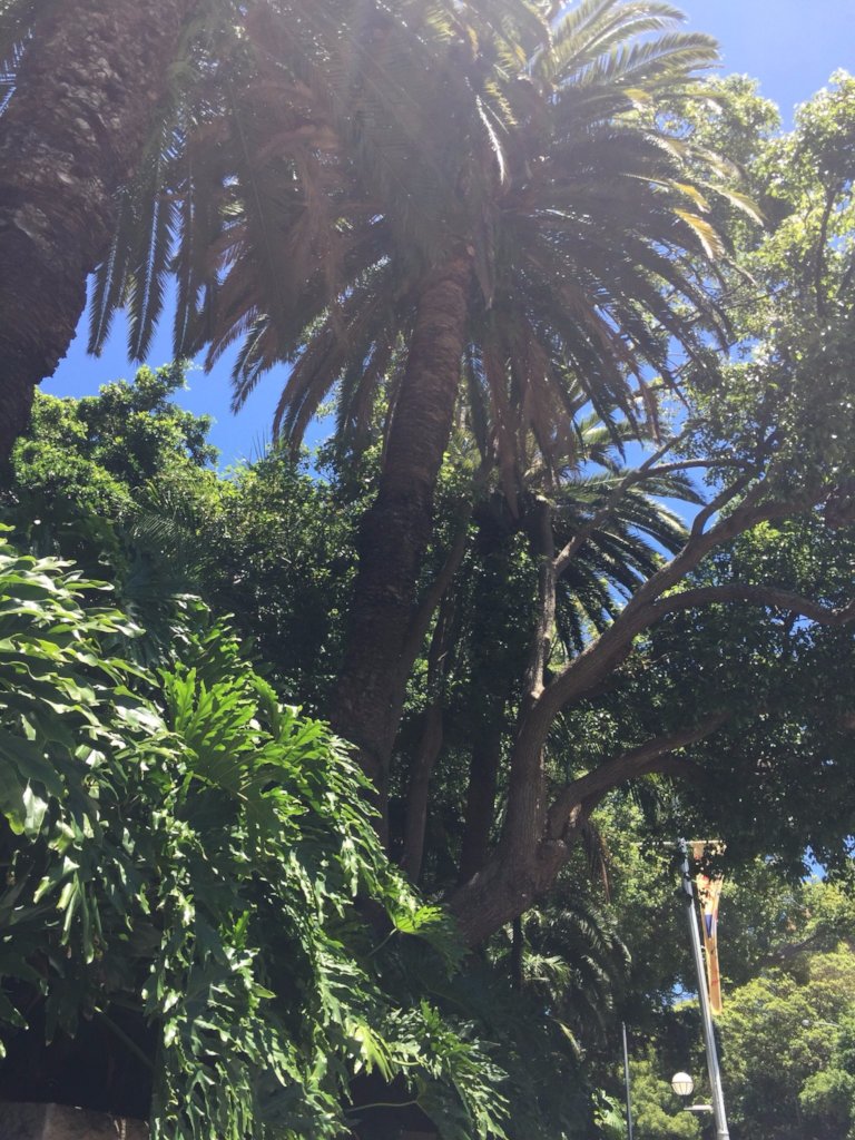 Botanical Garden Sydney