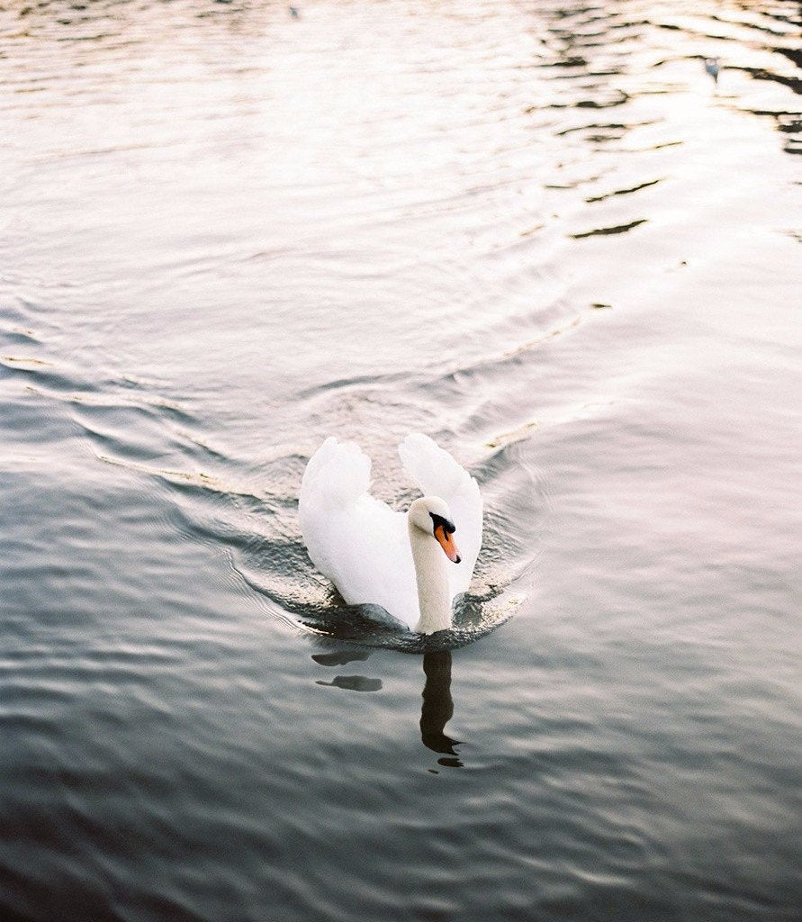 Swan Lake