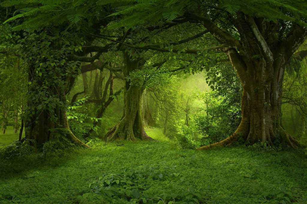 Kate 緑の春の森草原霧背景布 写真撮影用 Katebackdrop Jp