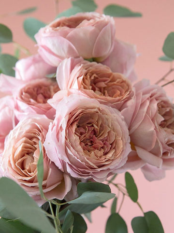 premium pink rose subscription