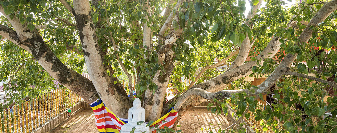 arbre bouddha sri lanka