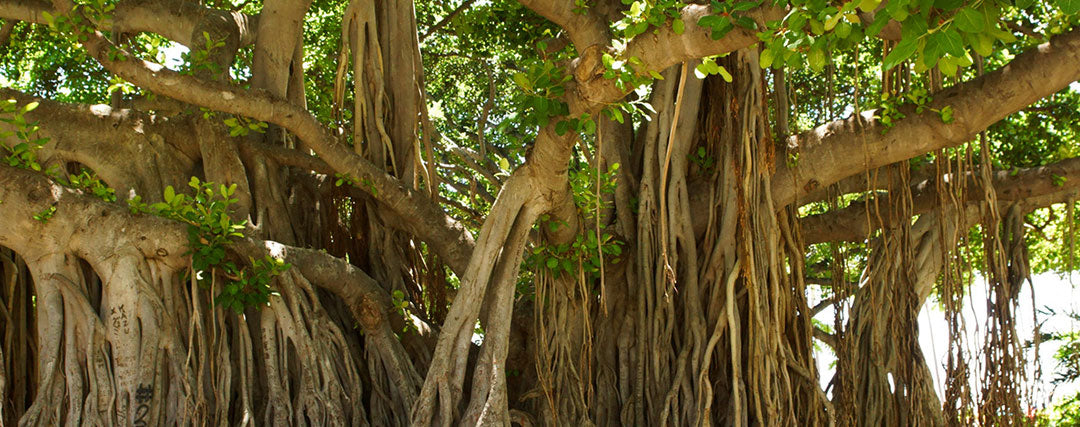 arbre de bodhi