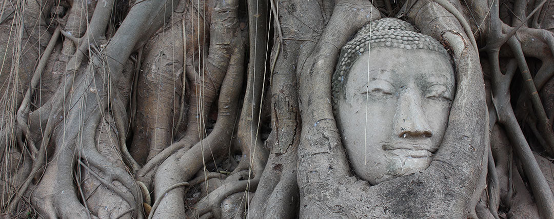 tete de bouddha dans arbre