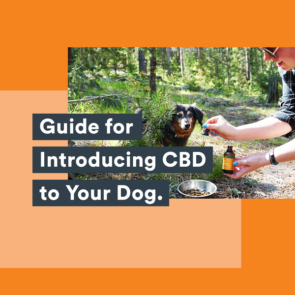 Bluebird Botanicals Guide For Introducing CBD To Your Dog