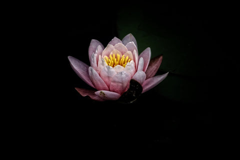 Lotus Sky Bracelets - meaning of the lotus flower