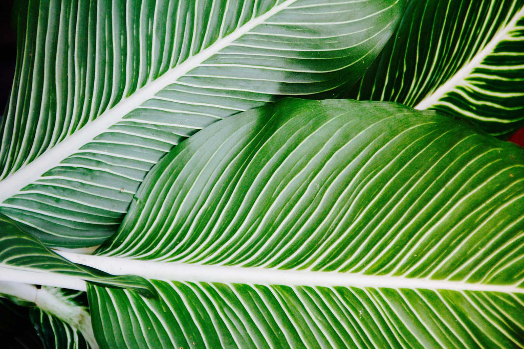 close up of green and white palm leafs