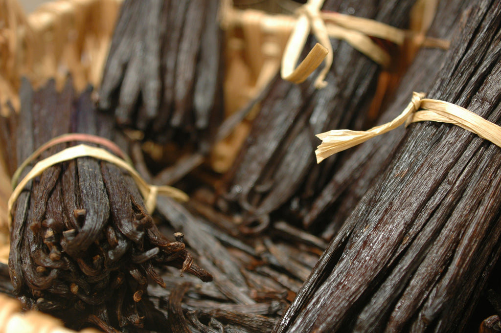 close up of vanilla beans tied in bunches