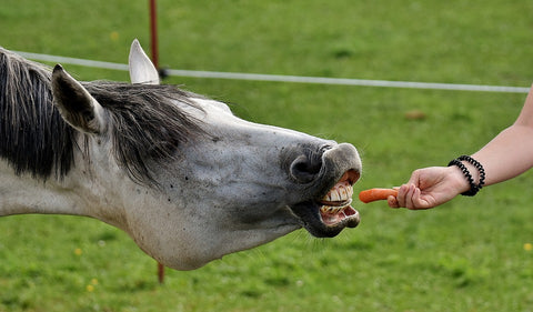 What Non Vegans Think we eat