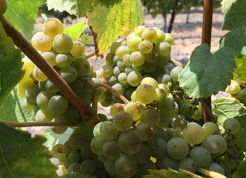 Albariño grape clusters