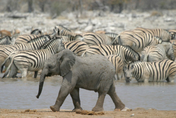 Baby Elephant with Zebras