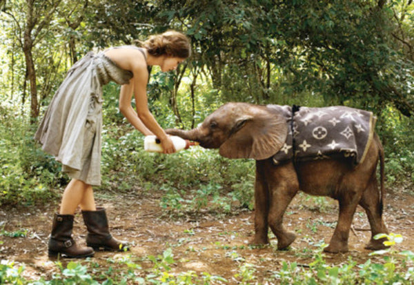 Feeding Baby Elephant