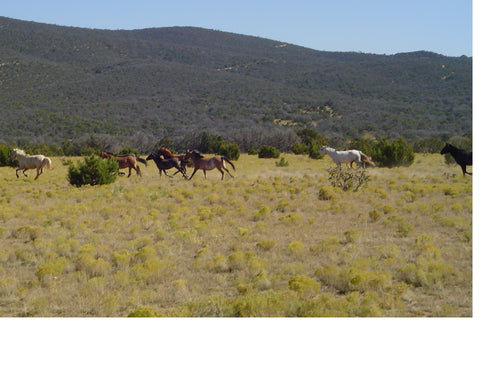 Filming Wild Horses for Road to El Paso in New Mexico November 2005