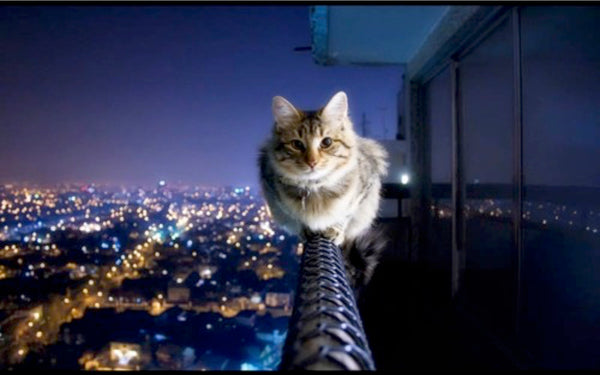 Cat on a balcony Tumblr