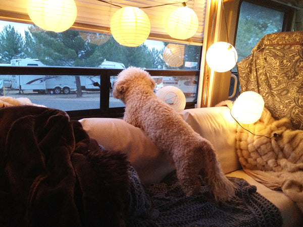 Moonbeam looking out RV Window Evening