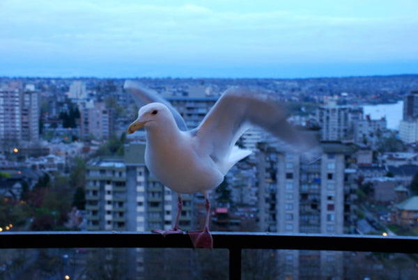 Vancouver Seagulls Photo by Shiloh Richter