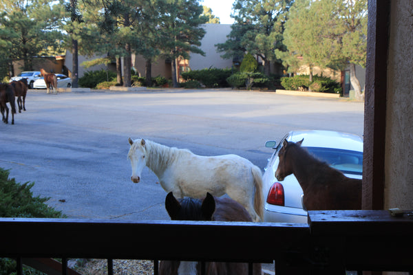 Wild horses with white horse at my front porch 10 November 2018 Photo by Shiloh Richter