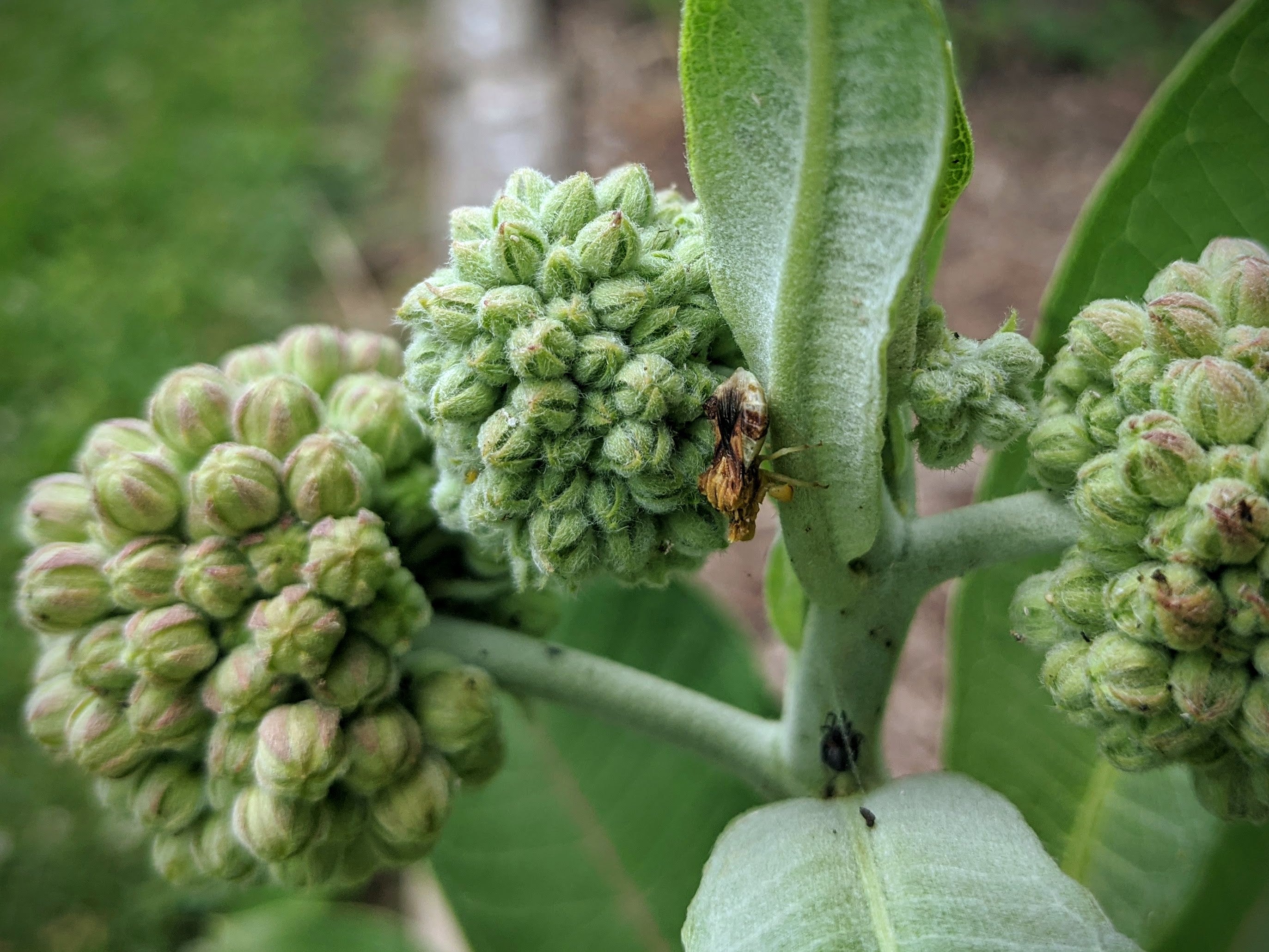 An ambush bug perches on the stem of common milkweed.