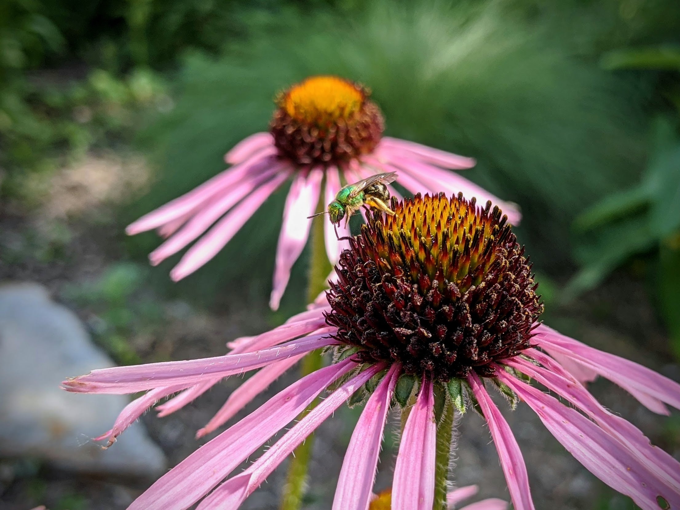 A green agapostemon sweat bee is nectaring on the flower of Tennessee coneflower.