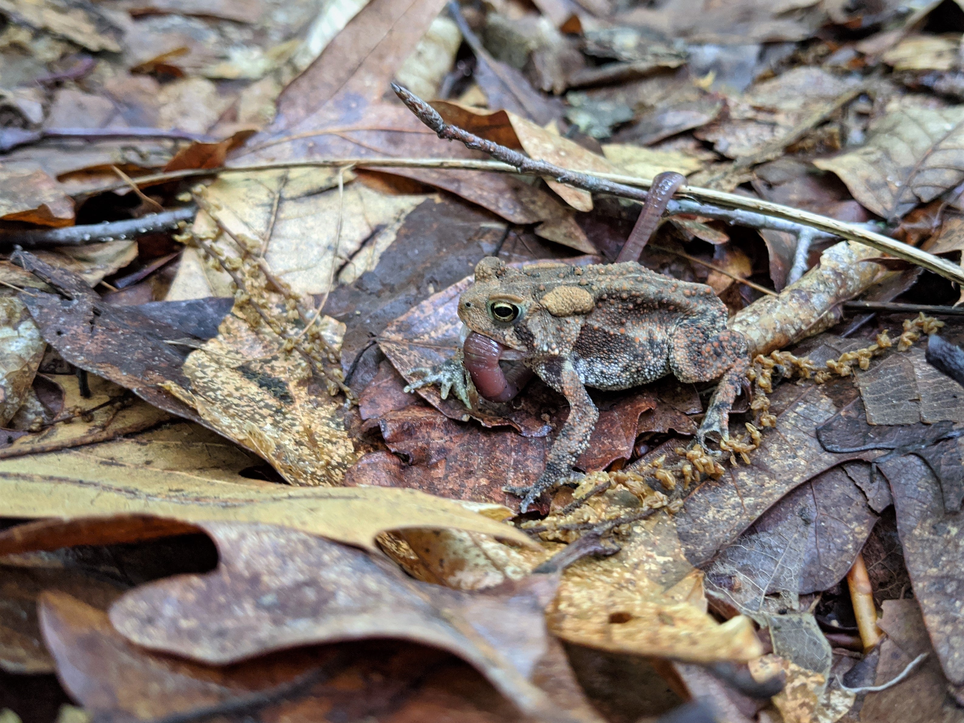 An american toad eating an earthworm at Dilcher-Turner Canyon Forest