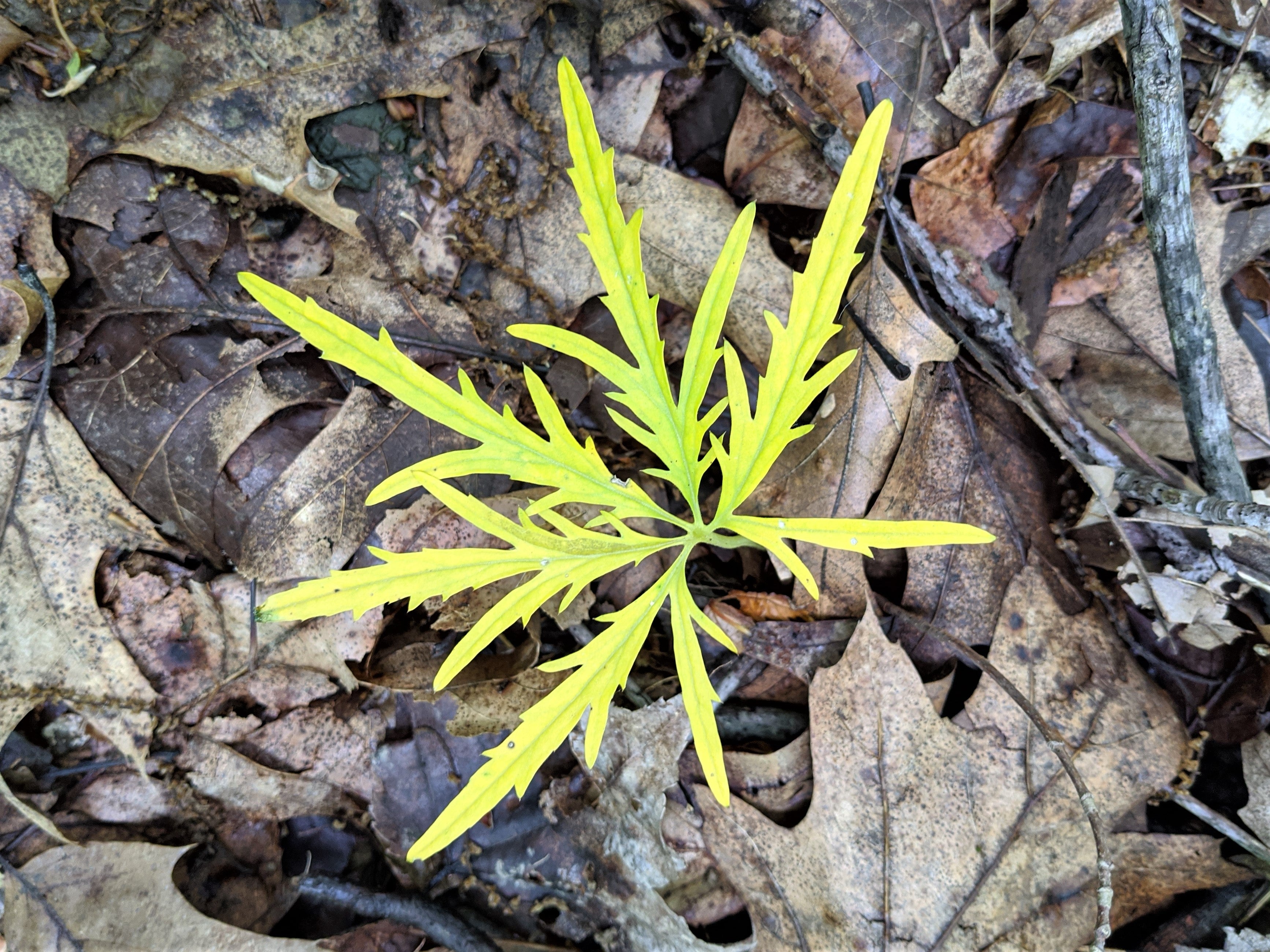 Cutleaf toothwort leaf at Dilcher-Turner Canyon Forest