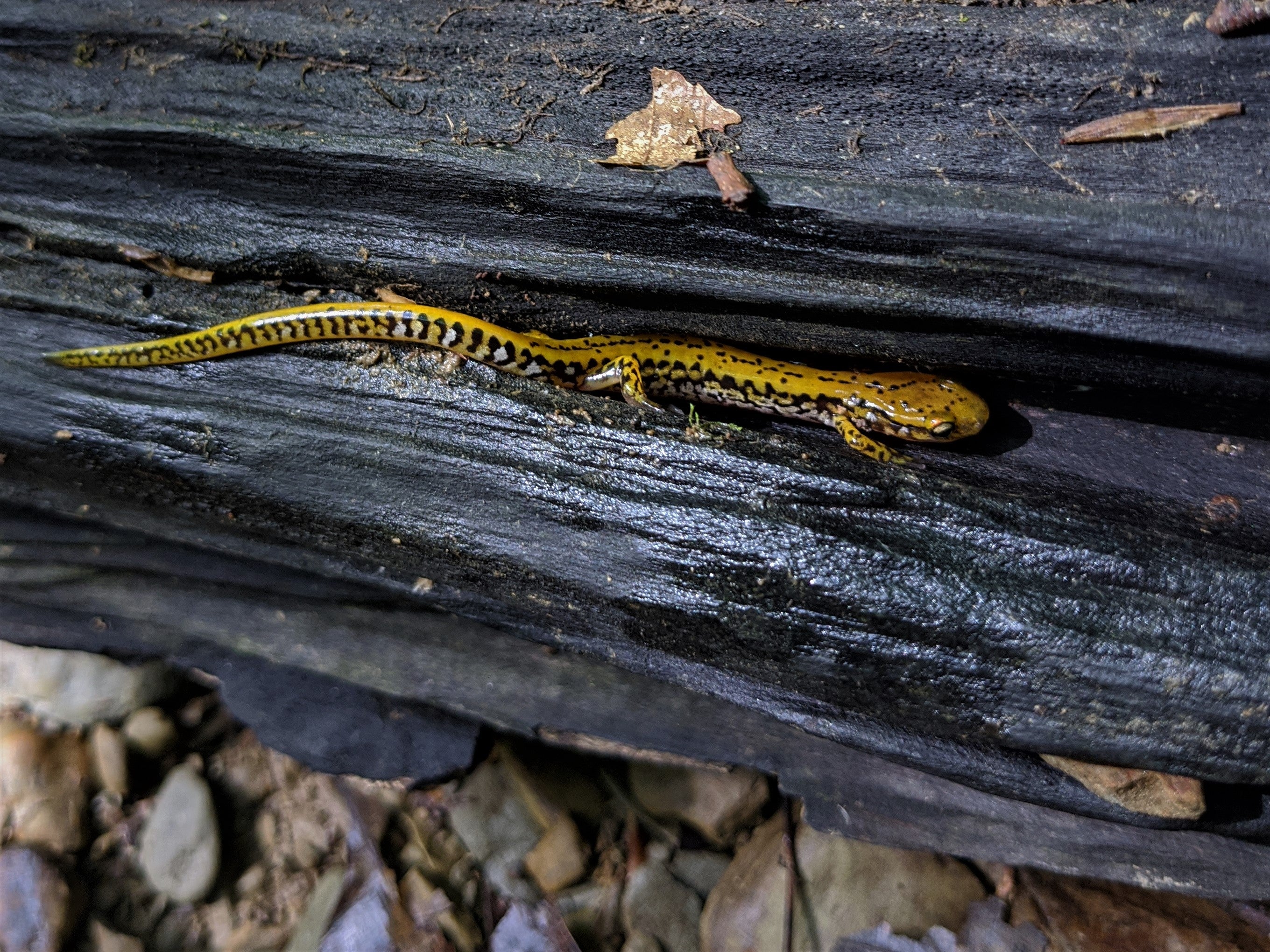 A long-tailed salamander taking shelter in a log
