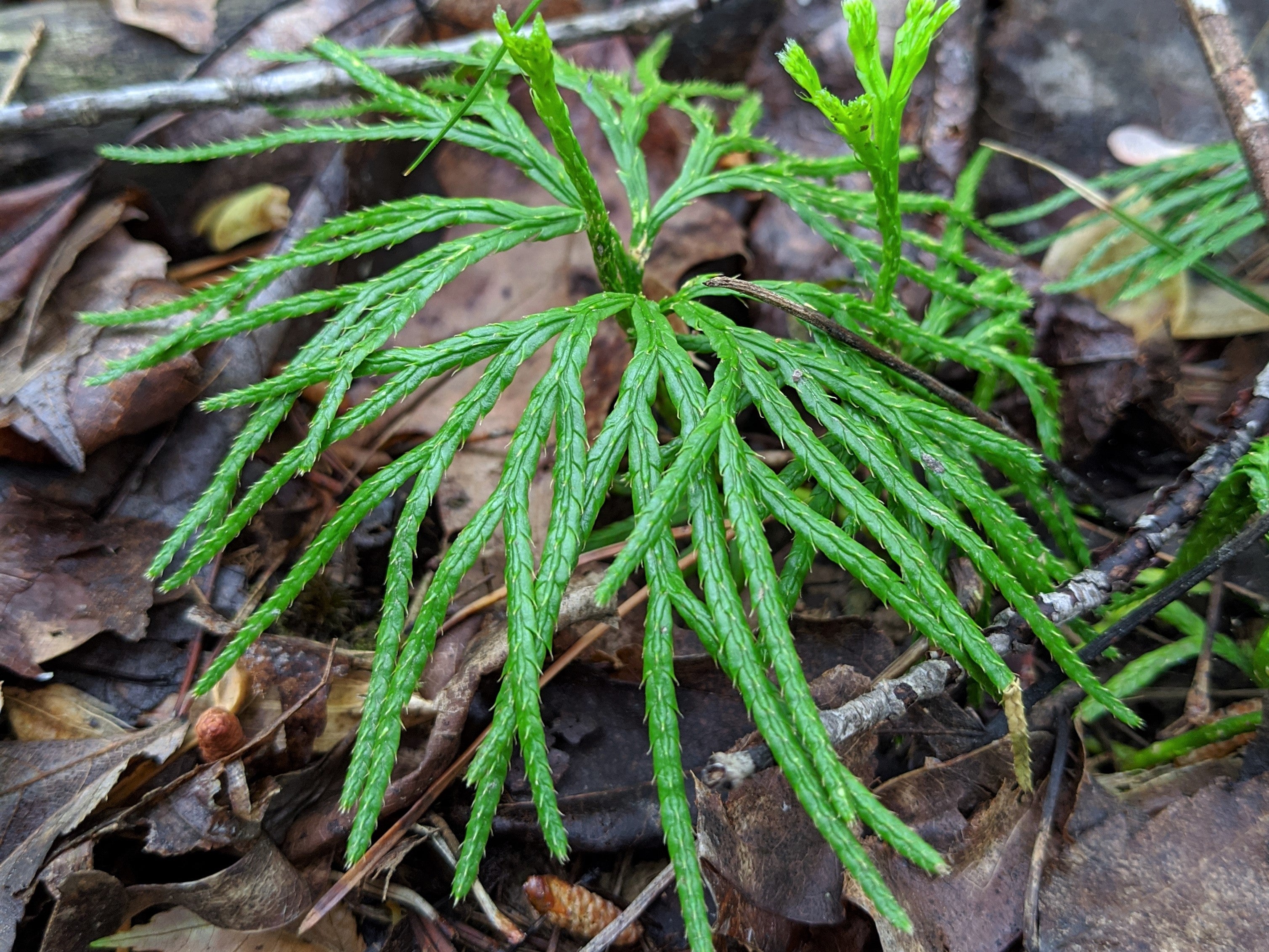 Lycopodium club moss at Dilcher-Turner Canyon Forest