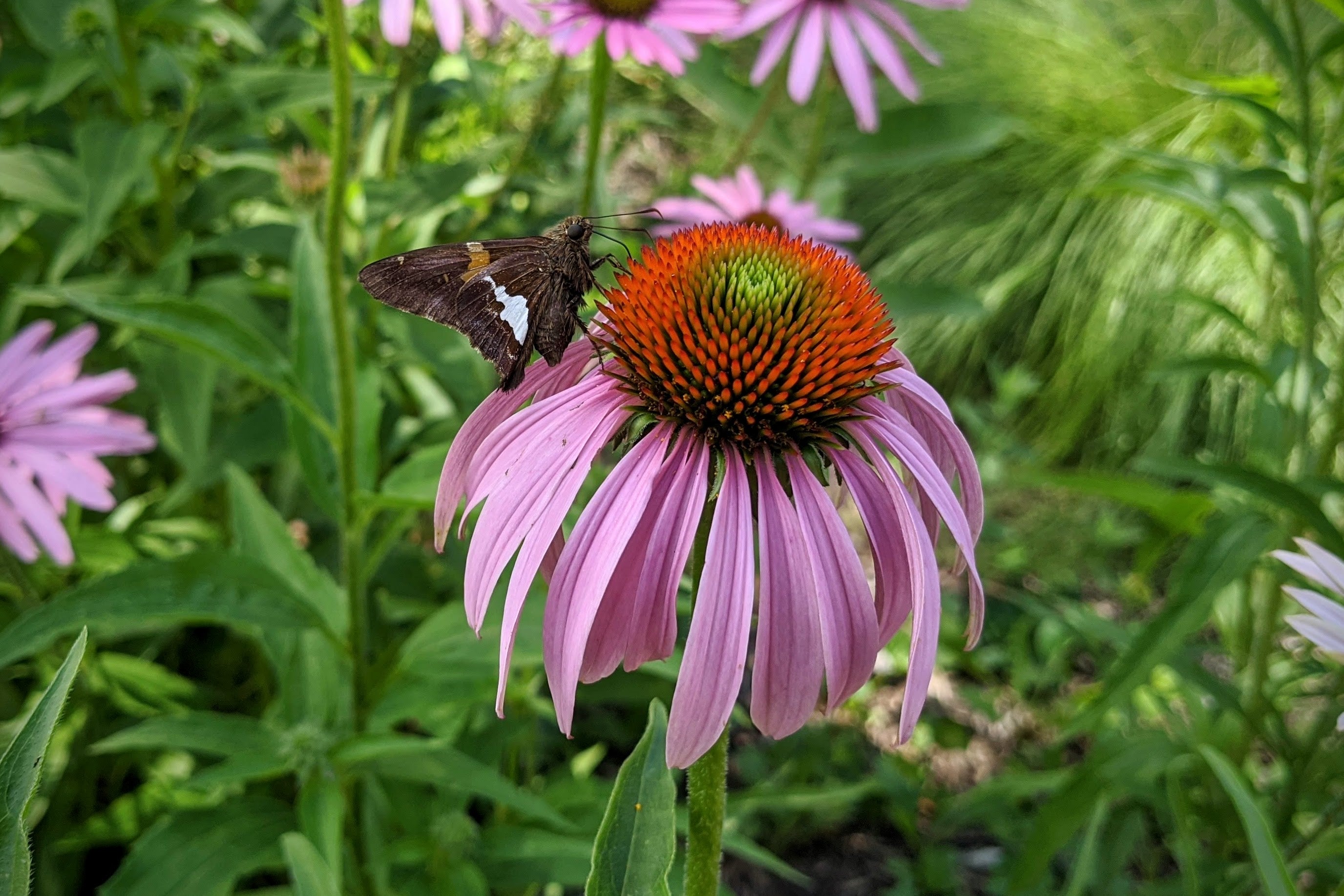 A silver-spotted skipper butterfly nectars on purple coneflower.