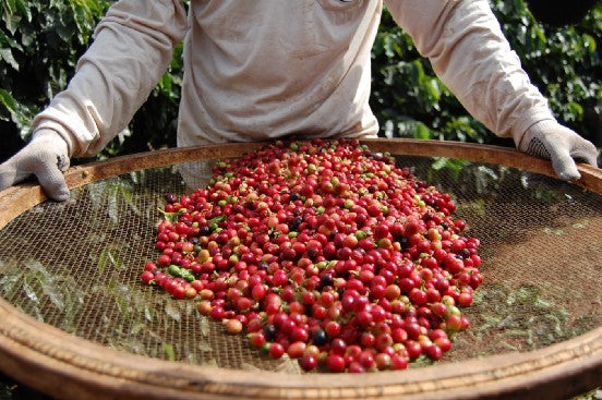 person holding large, round basket of red coffee cherries