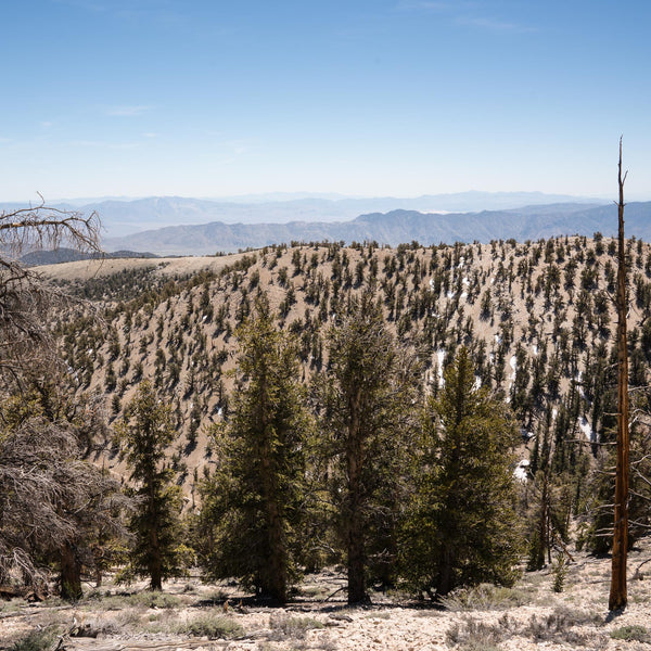  a view looking toward eureka valley from the Methusula Trail in the White Mountains