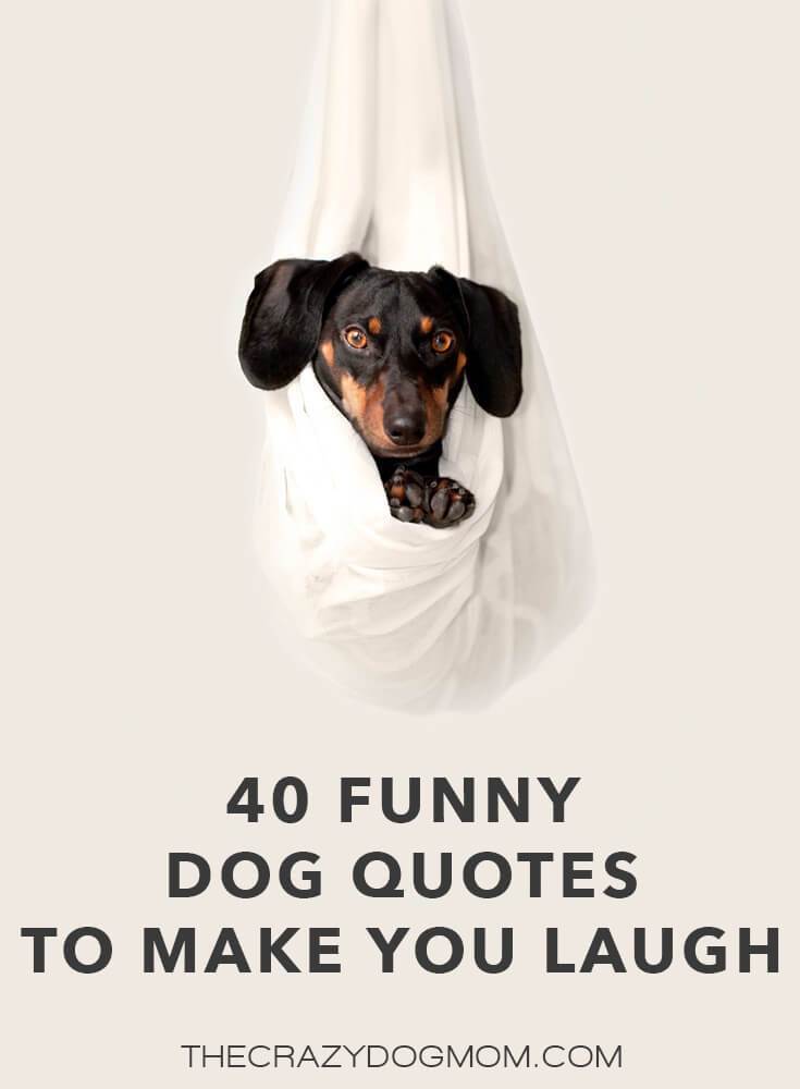 cute dog quotes and sayings