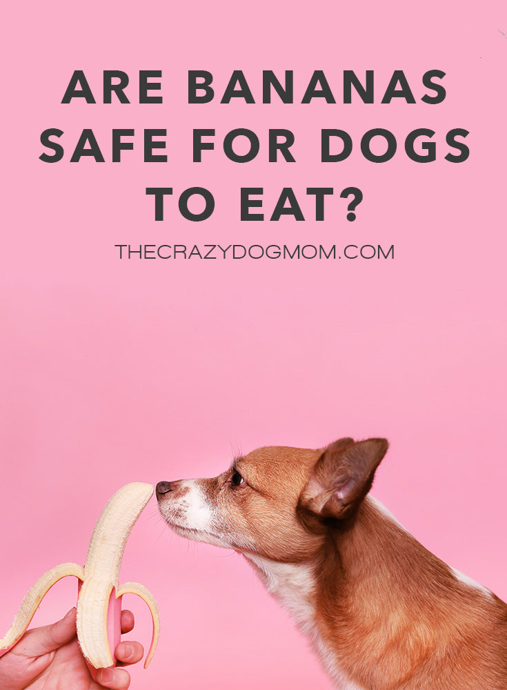 Are Bananas Safe For Dogs