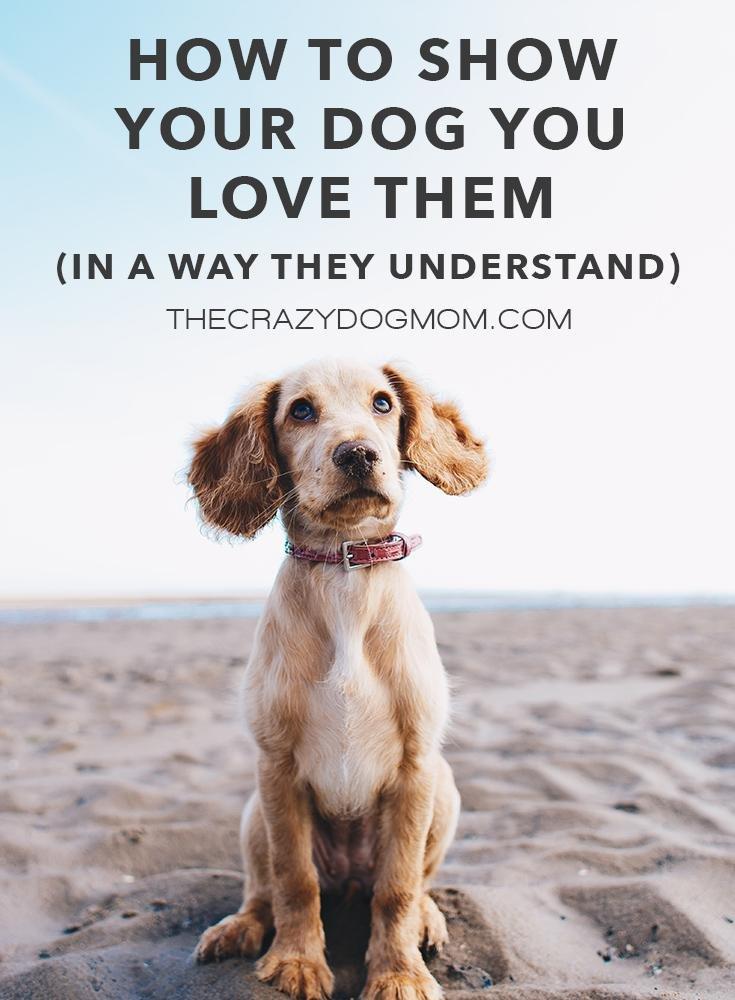 how do you know your dog loves you