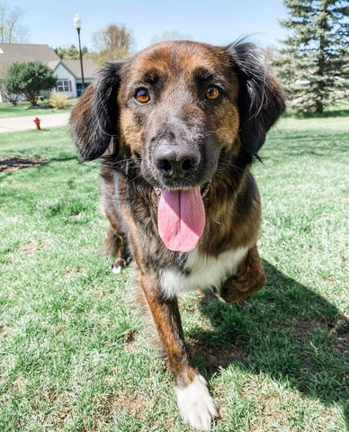 finley the rescue mixed breed dog