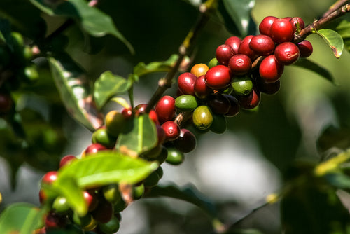 Maui-Upcountry-Coffee.beans.grow